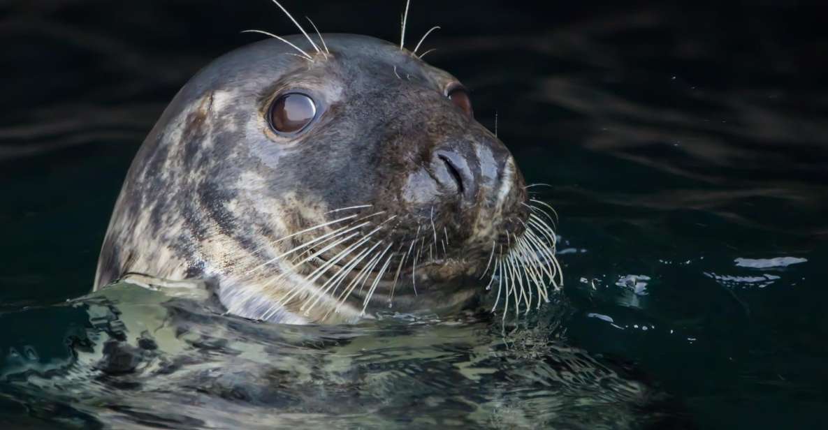 1 Hour Seal Safari