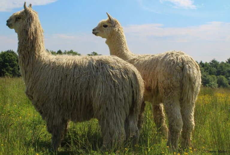 Alpaca Meet & Greet