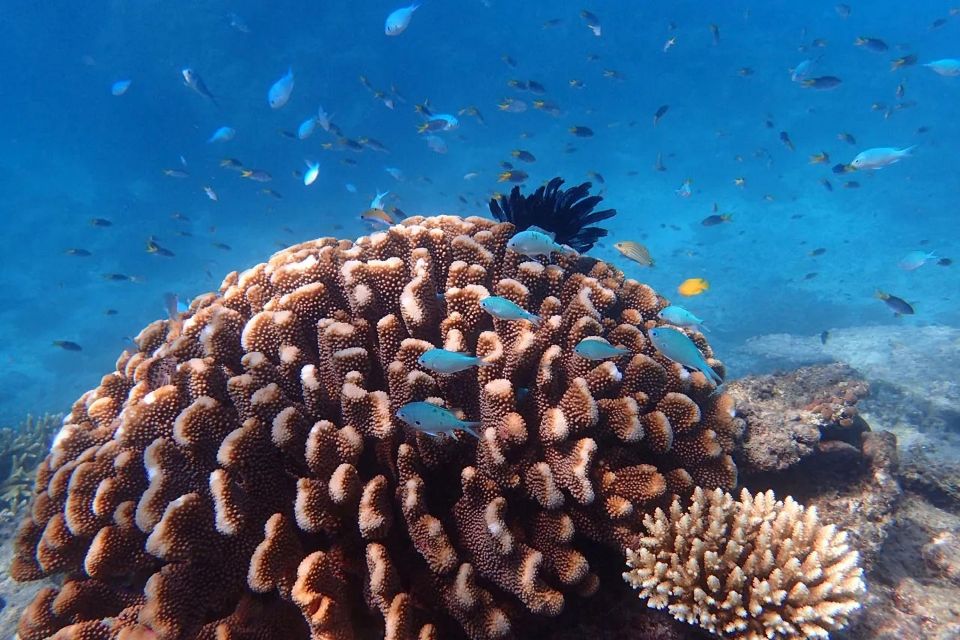 1 beaver reef dunk island xpedition cairns day return Beaver Reef & Dunk Island Xpedition Cairns Day Return