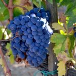 1 brunello montalcino full day wine tour from florence Brunello Montalcino Full-Day Wine Tour From Florence