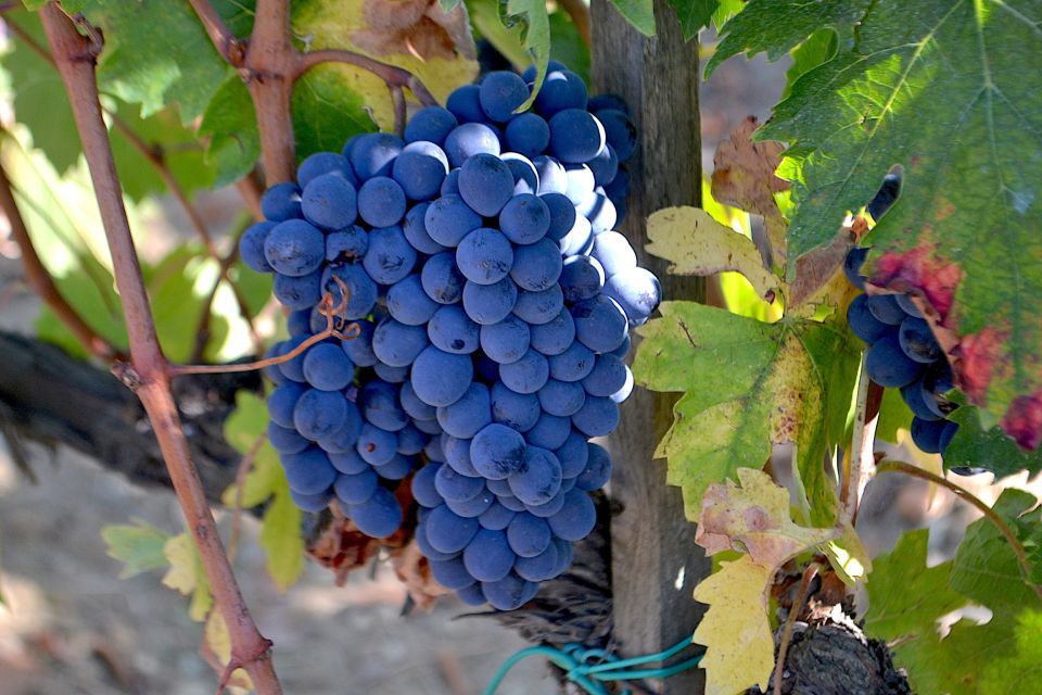 1 brunello montalcino full day wine tour from florence Brunello Montalcino Full-Day Wine Tour From Florence