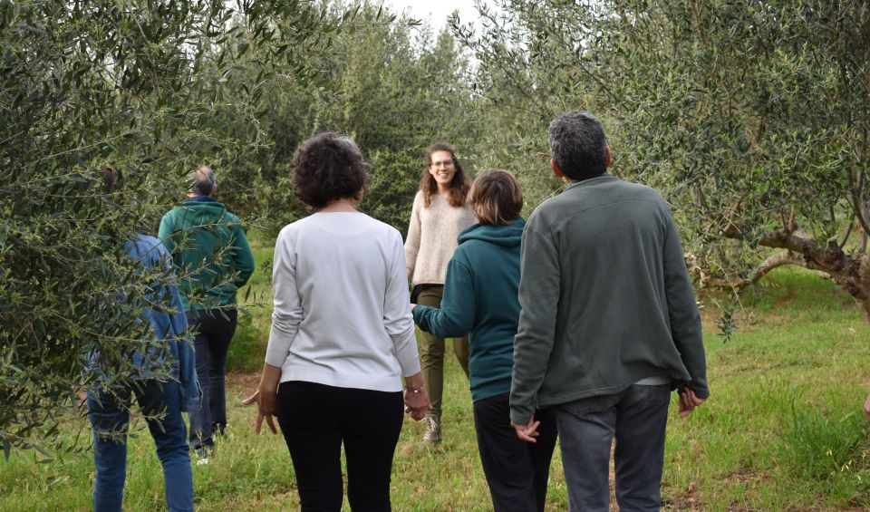 1 messenia olive oil experience basic tour and tasting Messenia: Olive Oil Experience-Basic Tour and Tasting