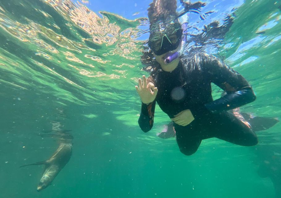 Plettenberg Bay: Swim With the Seals