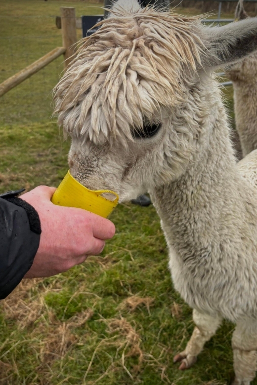 Alpaca Meet & Greet - Highlights