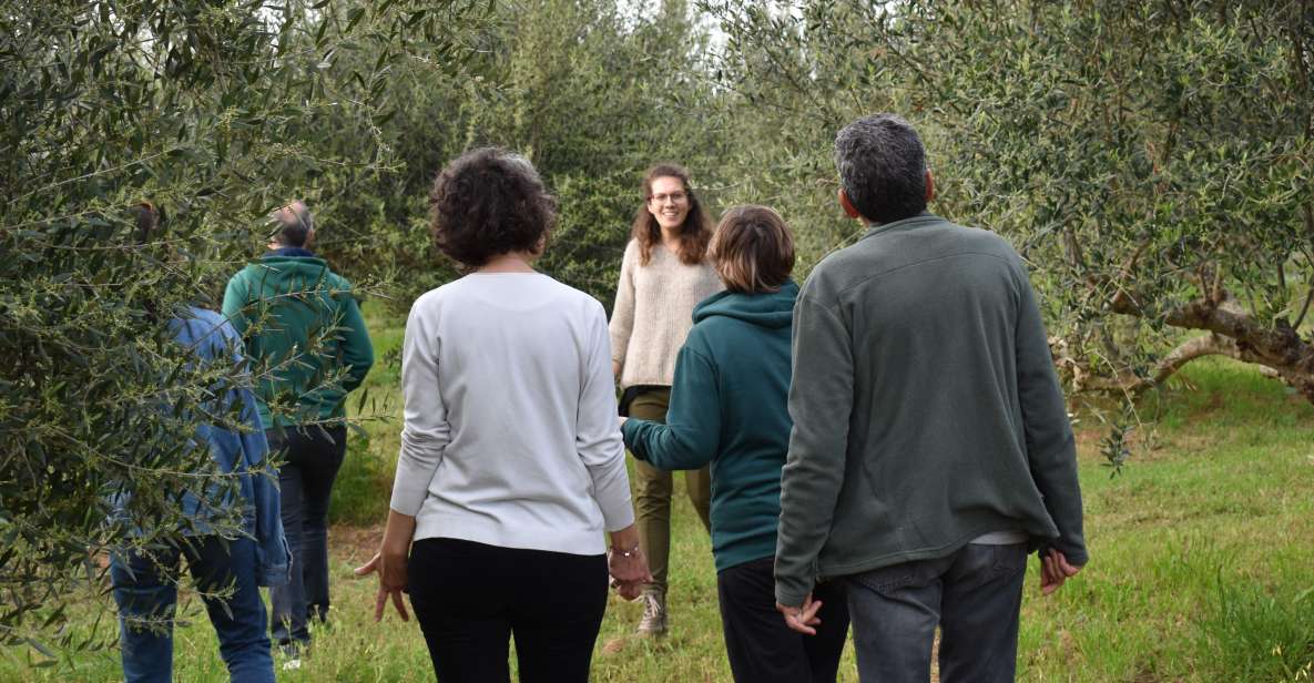 Messenia: Olive Oil Experience-Basic Tour and Tasting - Live Tour Guide Information