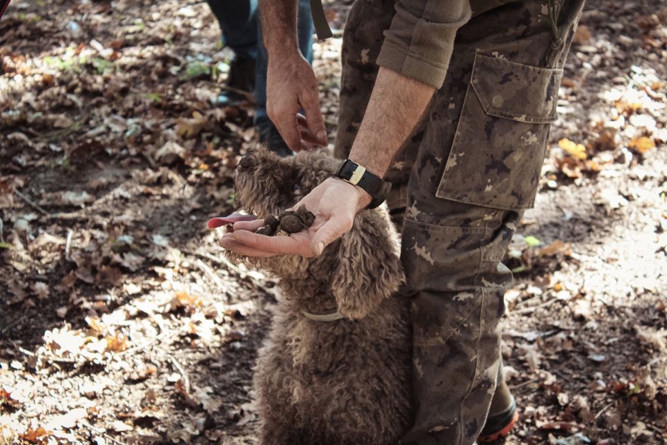 San Gimignano: Truffle Hunting With Lunch & Wine Tasting - Experience Details