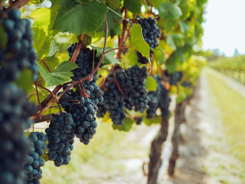 Lefkimmi: Vineyard Walking Tour & Wine Tasting - Inclusions