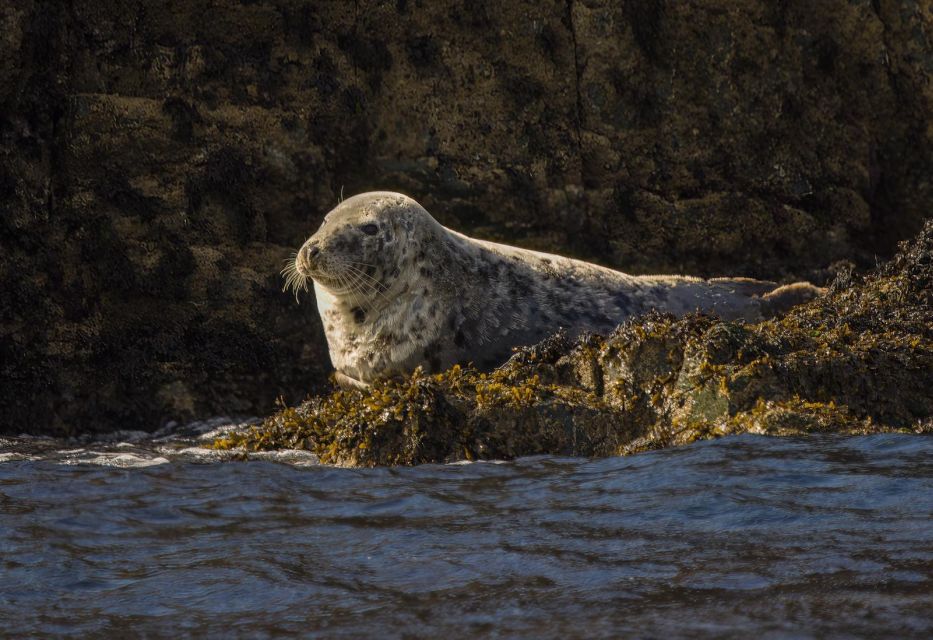 1 Hour Seal Safari - Description