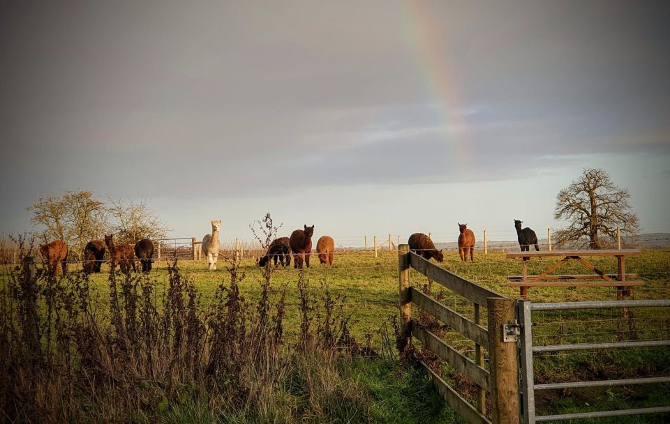 Alpaca Meet & Greet - Last Words