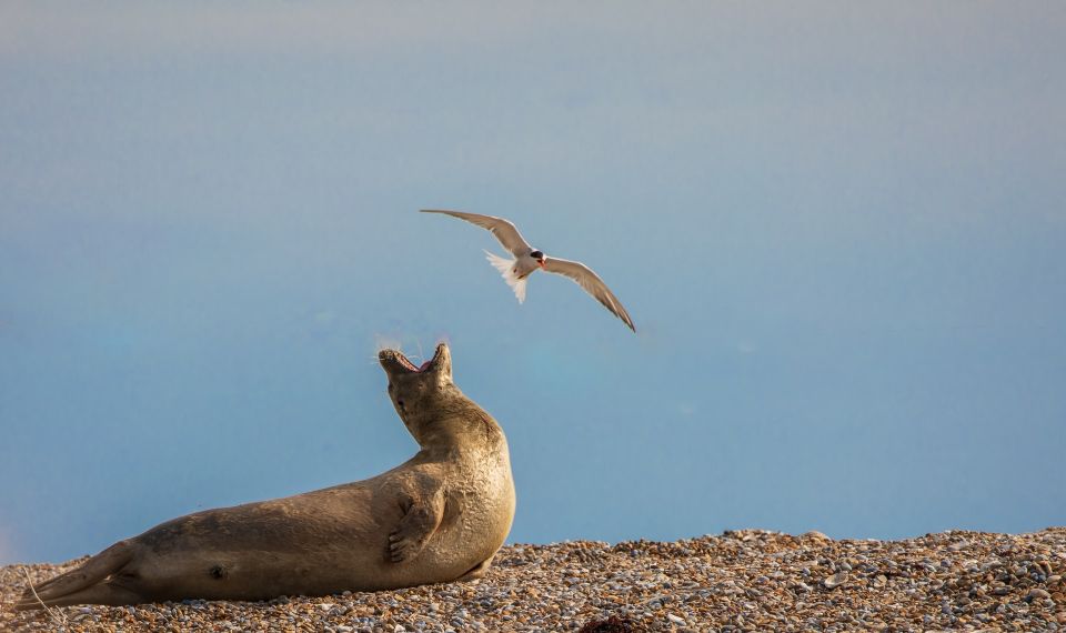 Norfolk: Hidden Gems Game and Big Britain Quiz Tour App - Inclusions