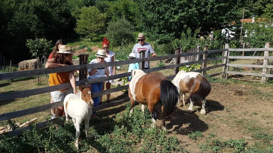 Volos: Cook Like a Local at a Greek Farm - Farm Activities and Highlights