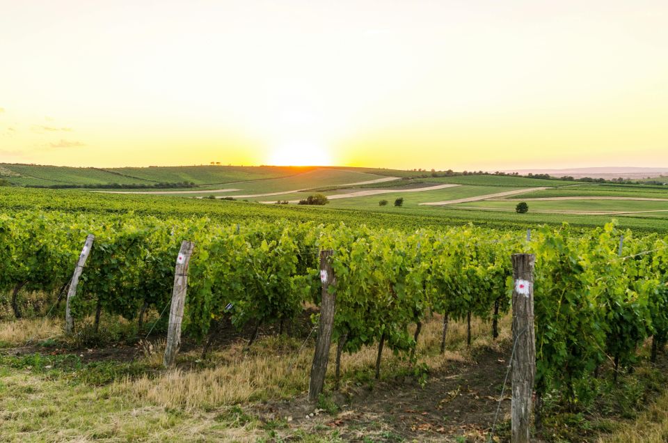 Lefkimmi: Vineyard Walking Tour & Wine Tasting - Price and Duration