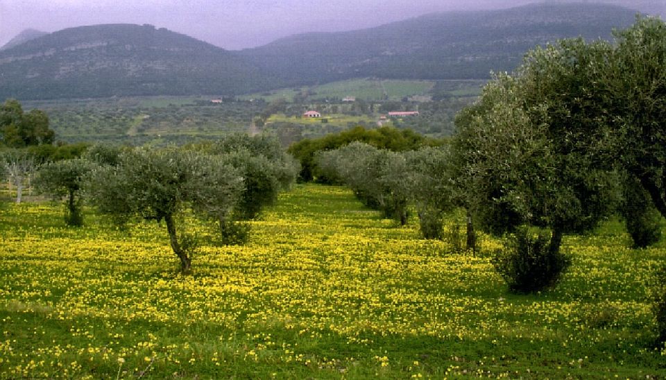 Corfu: Hiking in Olive Groves,Village,Sunset,with Swim Stop - Participant Requirements