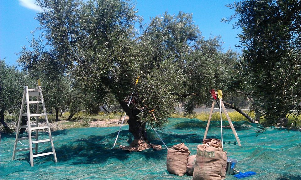 The Terra Creta Olive Oil Experience Tour - Tour Duration