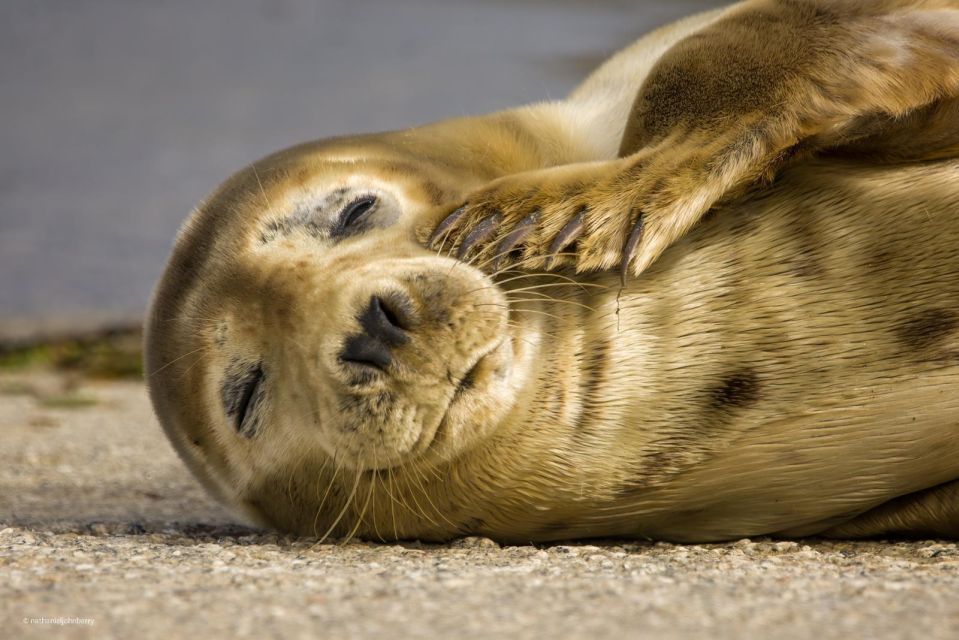 1 Hour Seal Safari - Last Words