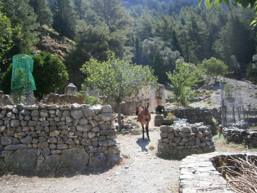 From Georgioupolis: Roundtrip Transfer to Samaria Gorge - Encounter the Kri Kri Goats