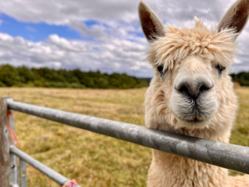 Alpaca Meet & Greet - Key Points