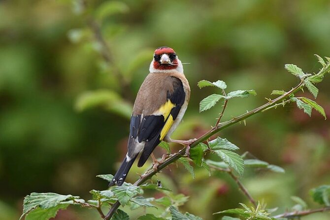 Half Day Shivapuri Bird Watching Tour