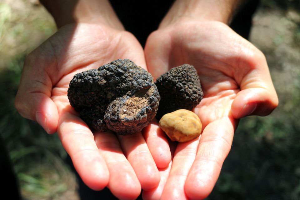 San Gimignano: Truffle Hunting With Lunch & Wine Tasting - Key Points