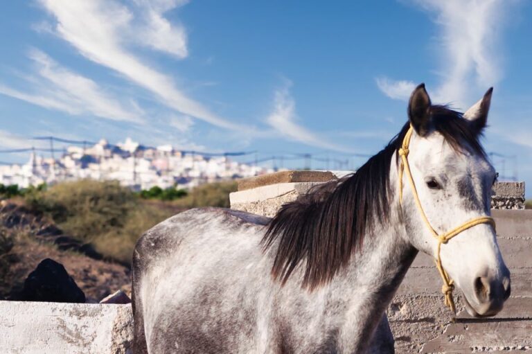 Akrotiri: Guided Horseback Riding Day Trip to a Beach