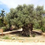 1 chania tasting tour bakery olive oil honey cheese Chania Tasting Tour (Bakery, Olive Oil, Honey & Cheese)