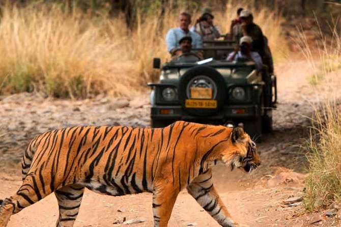 1 five days golden triangle tour with ranthambore delhi agra jaipur Five Days Golden Triangle Tour With Ranthambore Delhi Agra Jaipur