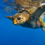 1 zakynthos turtle island cruise with swimming stop Zakynthos: Turtle Island Cruise With Swimming Stop