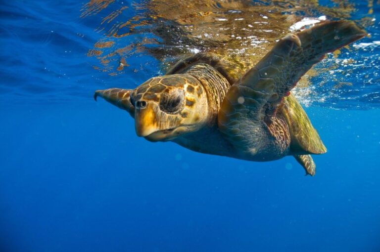 Zakynthos: Turtle Island Cruise With Swimming Stop