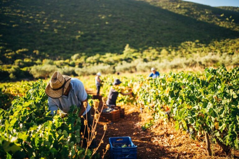 Zakynthos: Vineyard & Winery Tour With Local Winemaker