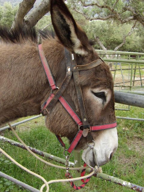 Donkey Ride - Cretan Country - Enjoy Magnificent Views