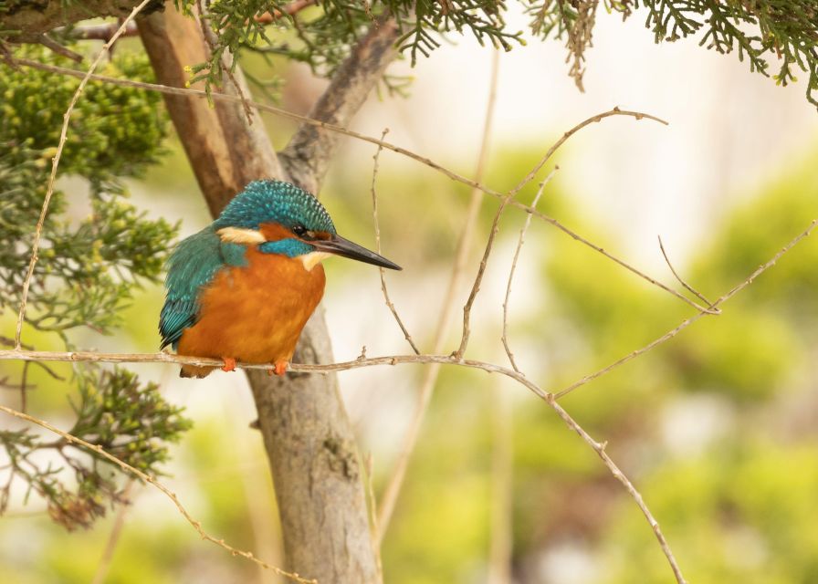 New Forest Discovery Walk (Lymington) - Description