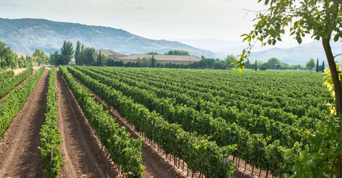 Celebrate Amarone: Italys Finest Wine - Winemaking Process of Amarone