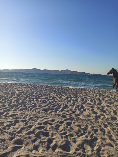 Kos: Horse Riding Experience on the Beach With Instructor - Customer Reviews