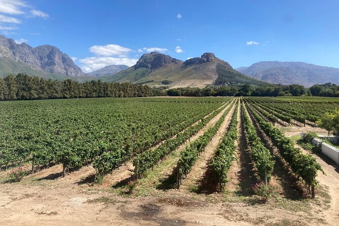 Wine Tasting in Cape Winelands Tour - Provider Information