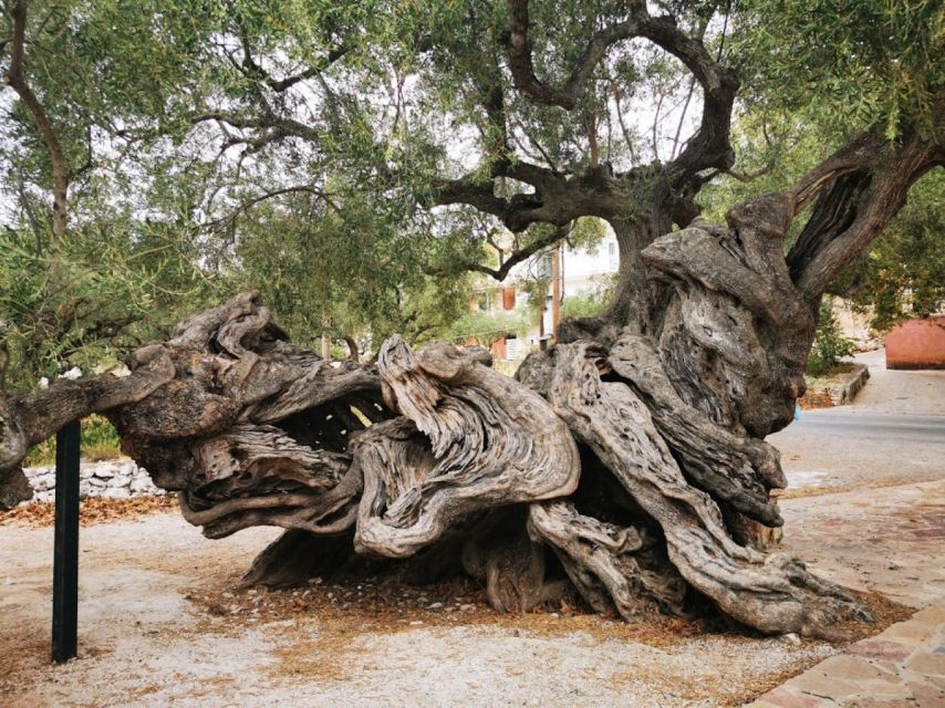 Zakynthos: Shipwreck Beach, Viewpoint, Blue Caves Day Tour - Inclusions