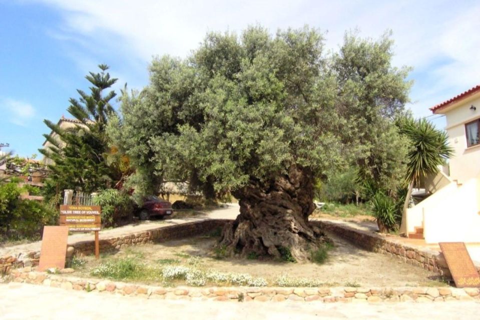 Chania Area: Food Tasting Tour With Winery Visit & Swim Stop - Inclusions