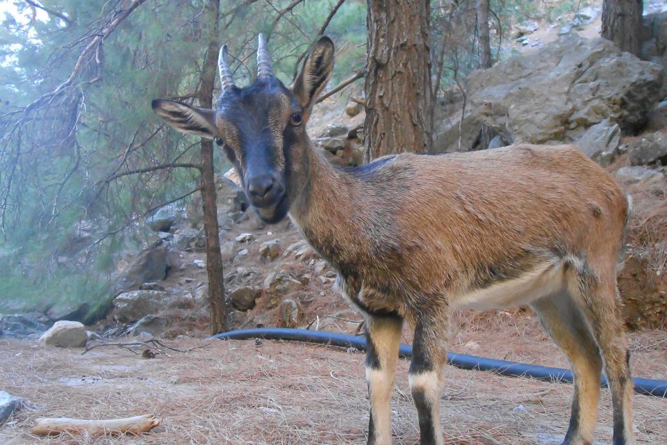 Crete: Hiking Tour in Samaria Gorge - Tour Inclusions