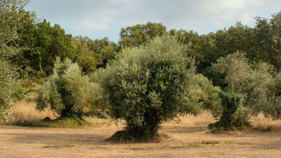 North Corfu Olive Tour With Olive Oil Tasting and Meze - Customer Reviews