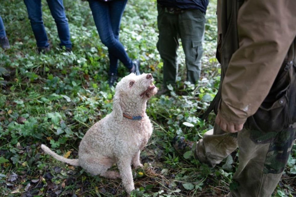 Siena - Truffle Hunting in the Sienese Woods With Tasting - Important Reminders