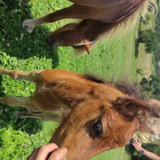 Thessaloniki: Farm Visit and Horse Riding - Booking Details