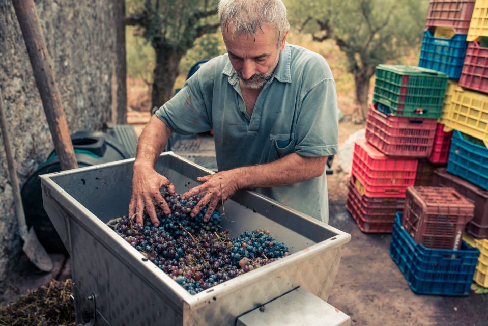 Zakynthos: Vineyard & Winery Tour With Local Winemaker - Traveler Review