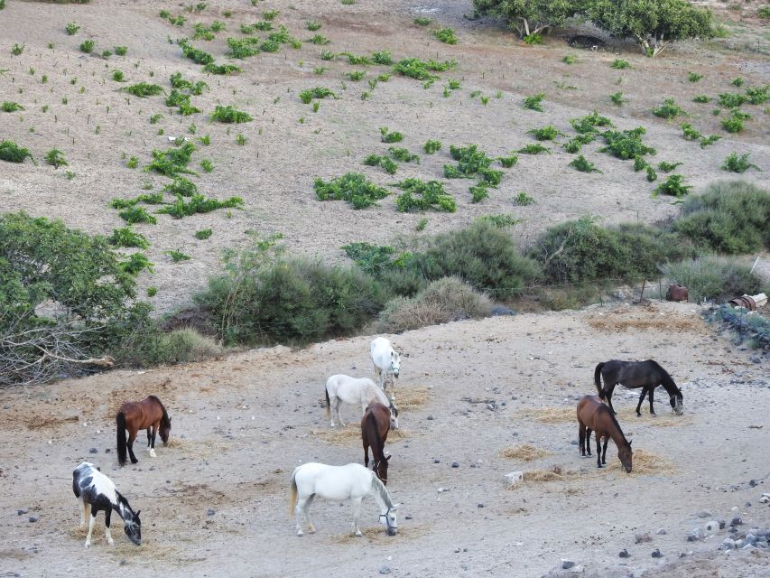 Akrotiri: Guided Horseback Riding Day Trip to a Beach - Directions