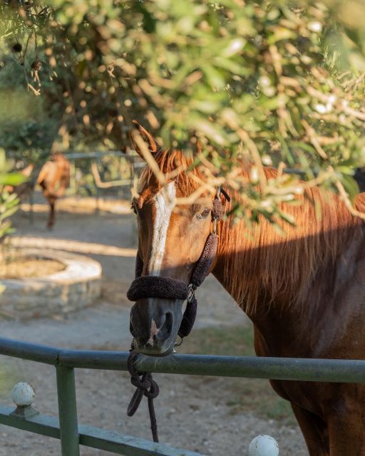 CHR - Crete Horse Riding: East Coastline Ride - Last Words