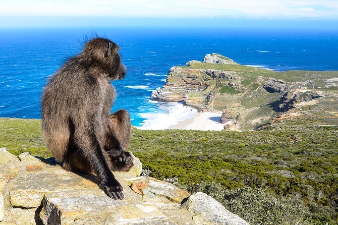 The Peninsula and Cape of Good Hope Full Day Tour in Cape Town - Cancellation Policy