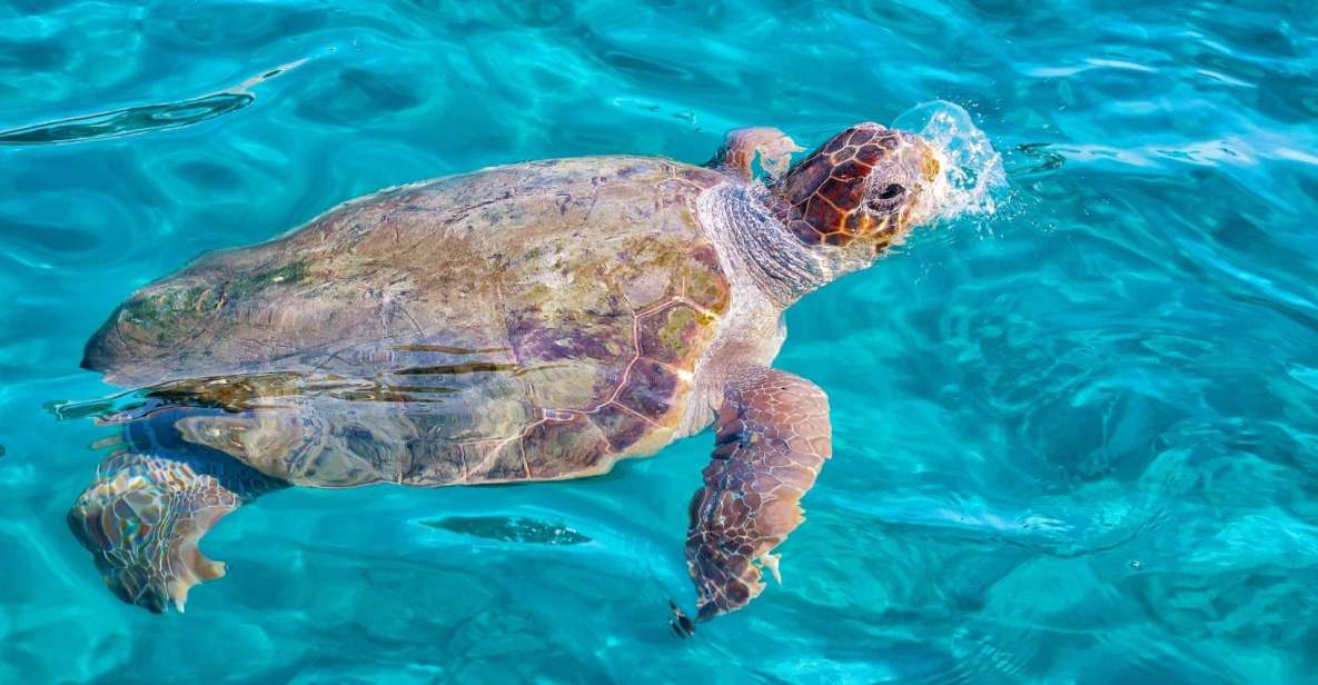 Zakynthos: Turtle Island Cruise With Swimming Stop - Last Words