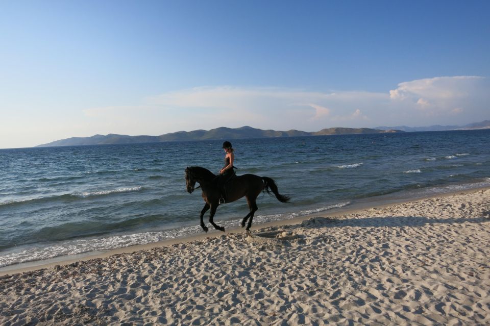 Kos: Horse Riding Experience on the Beach With Instructor - Pickup and Highlights