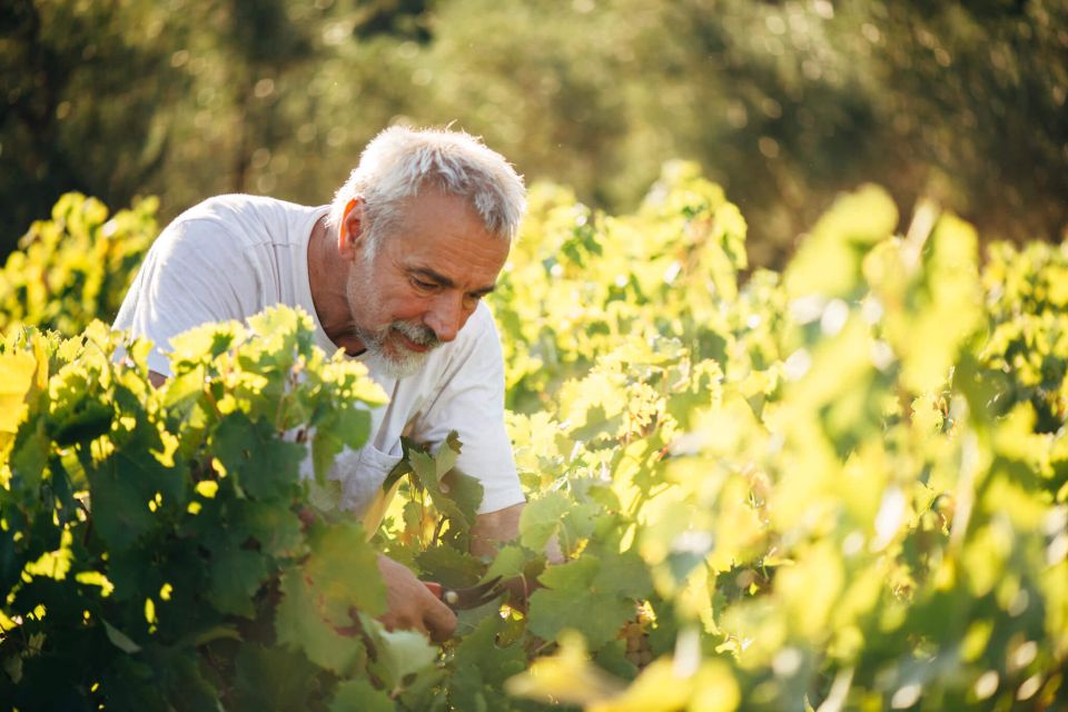 Zakynthos: Vineyard & Winery Tour With Local Winemaker - Common questions