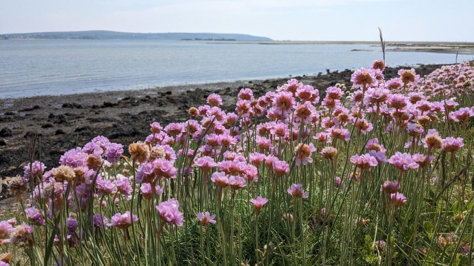 New Forest Discovery Walk (Lymington) - Common questions