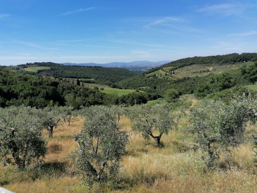 2-Hour Vintage Fiat 500 Tour With Olive Oil Tasting at Farm - Last Words