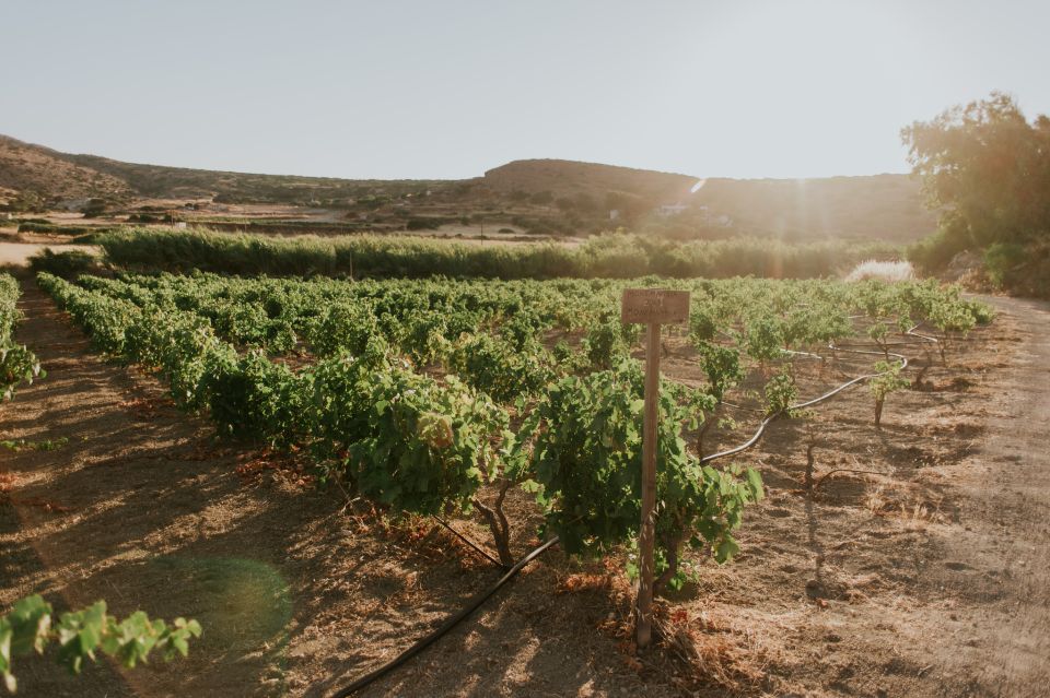 Milos Island: Kostantakis Winery Wine Tasting Experience - Last Words